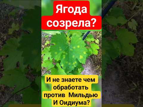 Виноград готов? Чем