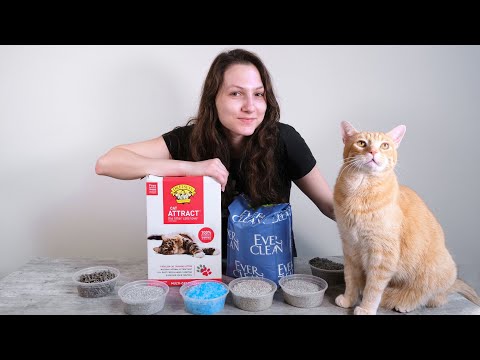 Video: Bästa kattlitter att använda