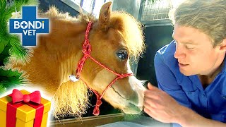 Vet's Sharing The Love ❤  | Holiday Compilation | Bondi Vet