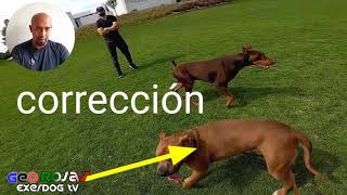 COMO LOGRAR QUE TU PERRO SEA SOCIABLE EN EL PARQUE