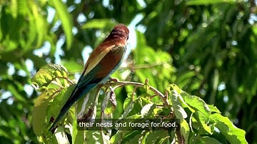 Vivid Jewel Wilson's Bird of Paradise