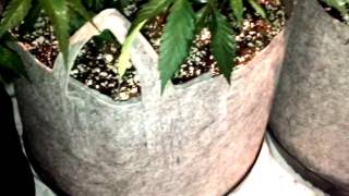 Colorado Compassionate Farms Season 2 Episode 1 (Honey Boo Boo/Creme De La Creme )*LED GROW*