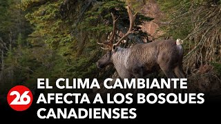 canada-los-bosques-del-pais-estan-bajo-amenaza