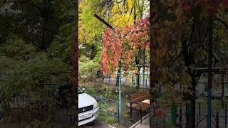 Винограда красная  листва . Краснодар