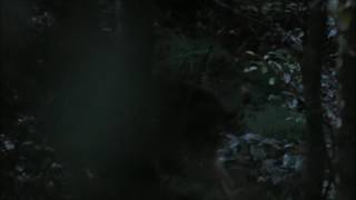Rusa Roaring - poor vid but quality audio