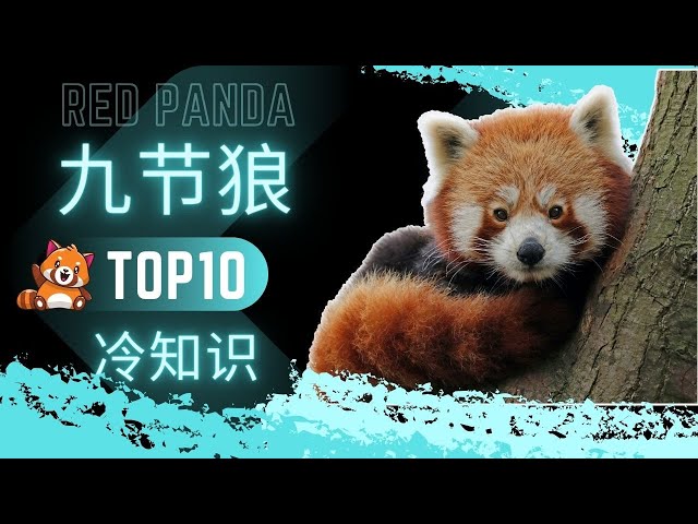 【猫熊】 sddefault.jpg