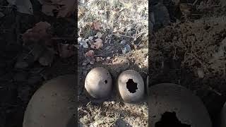 Место где был сильный бой в 1941 году #metaldetecting