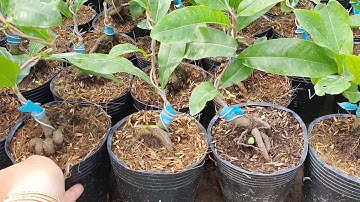 cúc vip,( cúc tri kỷ). giá rẻ bao ship. 0379640642..26/10/2020