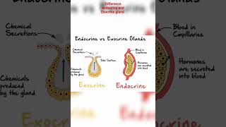 Difference between Endocrine and Exocrine glands बहिःस्रावी और अन्तः स्तावी ग्रथ्रि ) Biology