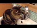 Charlie cat drinks from the bathroom sink