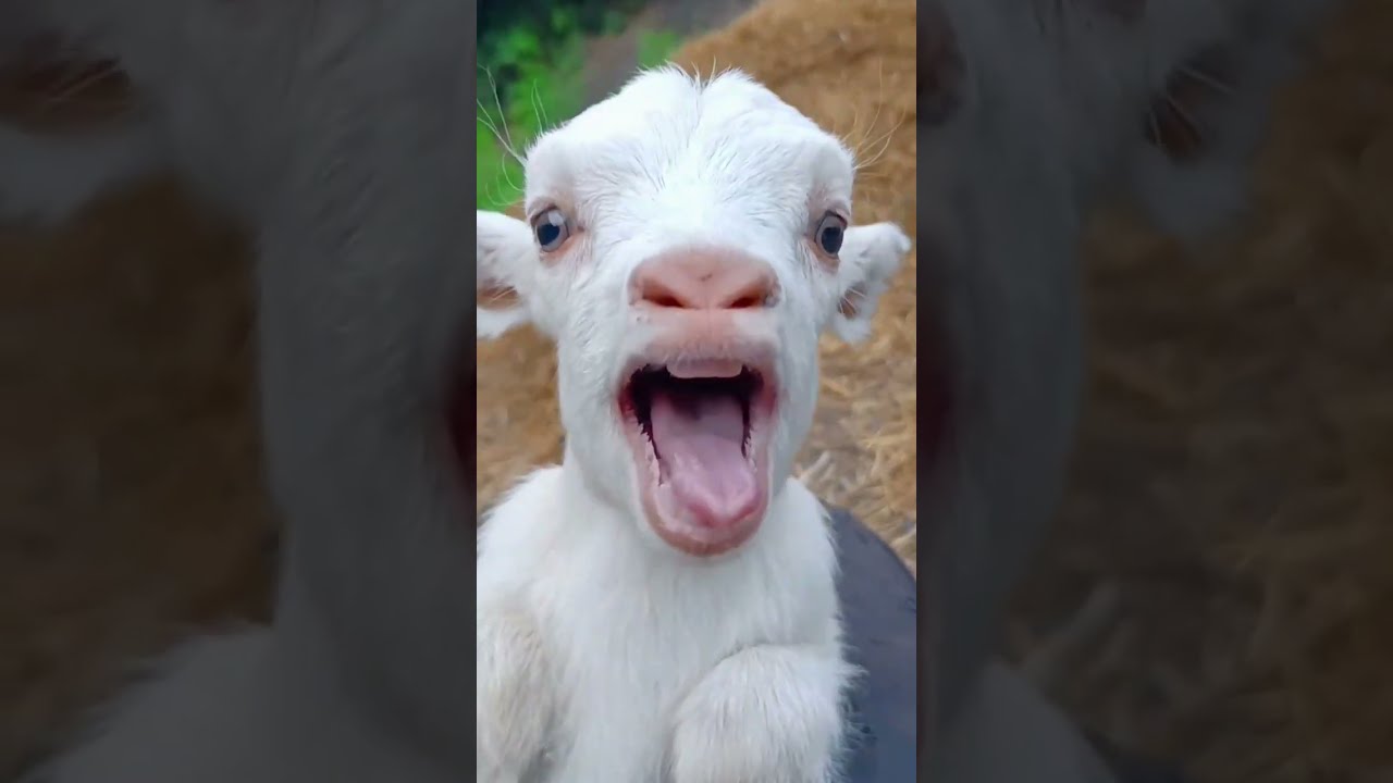  Goat Cute Shorts