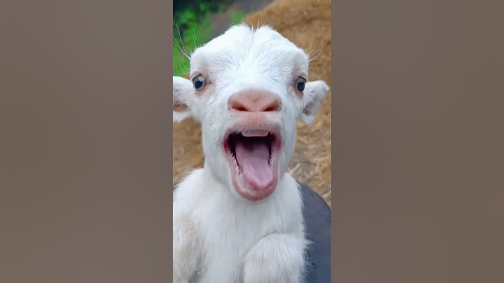 #goat🐑#cute#shorts
