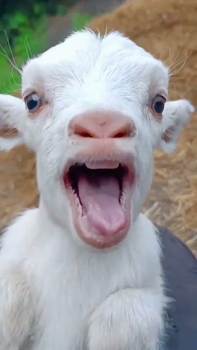 #kambing🐑#lucu#celana pendek