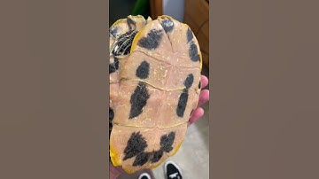 Shell rot on a yellow bellied slider after one week of treatment. 14 more to go.