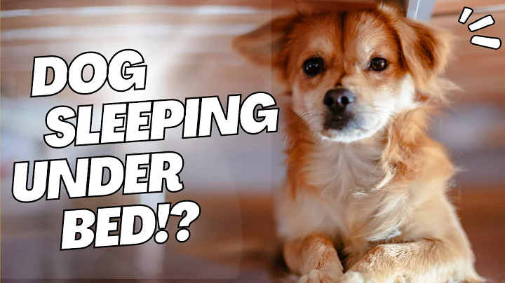 Dog Sleeping Under the Bed (5 Reasons)