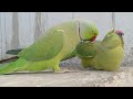 Ringneck Parrot Saying Mithu Mithu