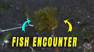 Encounter with Juvenile Thornback Cowfish