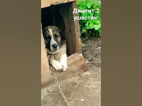 джигит 2 ушастик# мой дикий сад крылья вороны # - YouTube