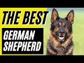GSD!! - 7 Reasons Why the German Shepherd is the BEST Dog in the WORLD
