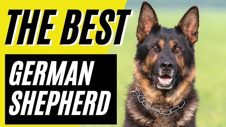 GSD!! - 7 Reasons Why the German Shepherd is the B...