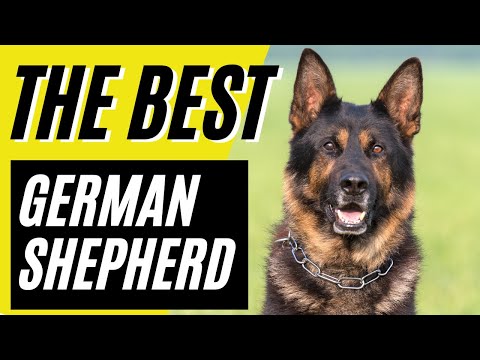 GSD! - 7 Arguments That Make the German Shepherd the World's Best Dog [Expert Opinion]