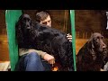 Великобритания: в Бирмингеме открылась выставка Crufts с участием более 20 тыс. собак