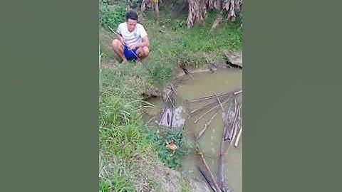 Cao thủ câu cá lóc bằng vịt siêu xịn......