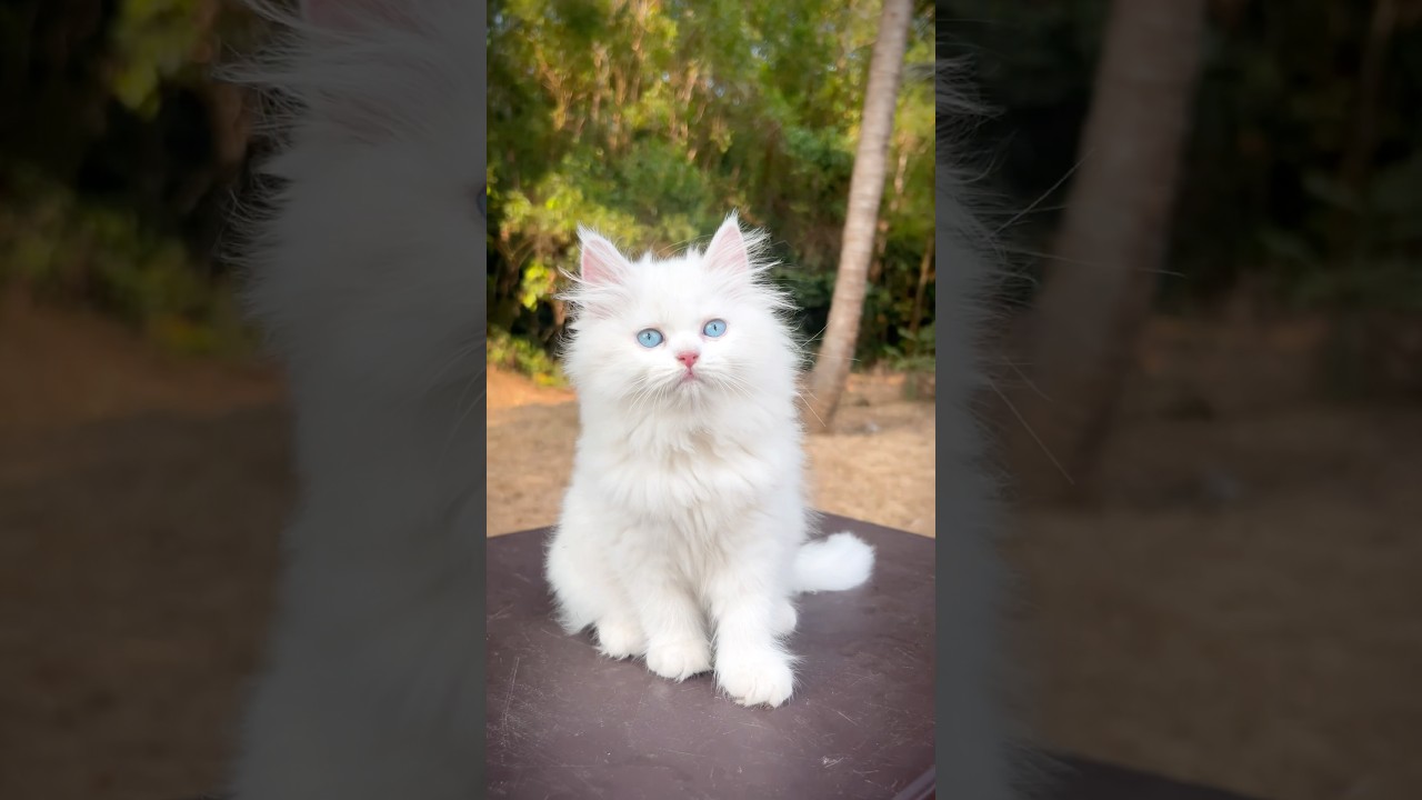 White Blue eyes persian kittens | Persian cats for life | Persian kittens | persian cat | Cats sale