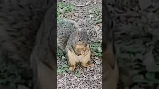 the squirrel is having  lunch  ?