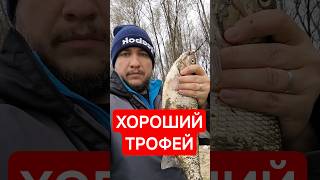 Здоровенный язь #рыбалка #фидер #язь