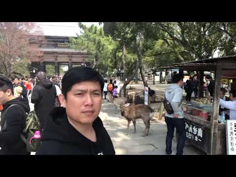 รีวิวพาเที่ยว วัดโทไดจิไหว้หลวงพ่อโต Todaiji Temple & Daibutsu of Nara เมืองนารา ประเทศญี่ปุ่น