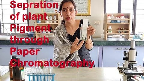 SEPARATION OF PLANT PIGMENTS THROUGH PAPER CHROMATOGRAPHY