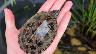 Baby Turtle water change and checkup in EPIC pond!