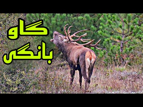 تصویری: جنگل ملی Toiyabe: راهنمای کامل