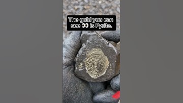 Fossil Shell looks like pure Gold! 🐚✨️😲#fossilhunting #fossils #shorts #coast #rock #sea #beach
