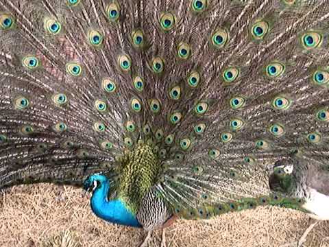 How do peacocks reproduce?