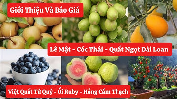 ✅Báo Giá Cây Lê Mật, Cóc Thái, Quất Ngọt Đài Loan, Việt Quất, Ổi Ruby, Hồng Cẩm Thạch ☎️0968.750.386