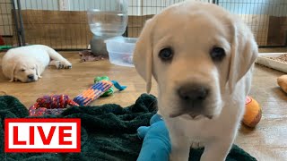LIVE STREAM Puppy Cam! Adorable Lab Puppies at Play!