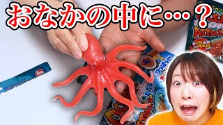 おなかの中に〇〇が入ってる!? 海の生き物の新感覚スクイーズが衝撃的すぎた！！