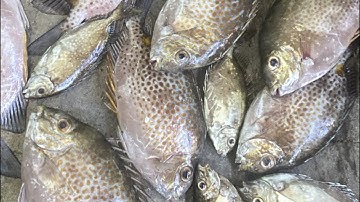 Hướng dẫn cách câu cá dò nhiều tần nước sao cho phù hợp: bằng mồi cám 1 ly :