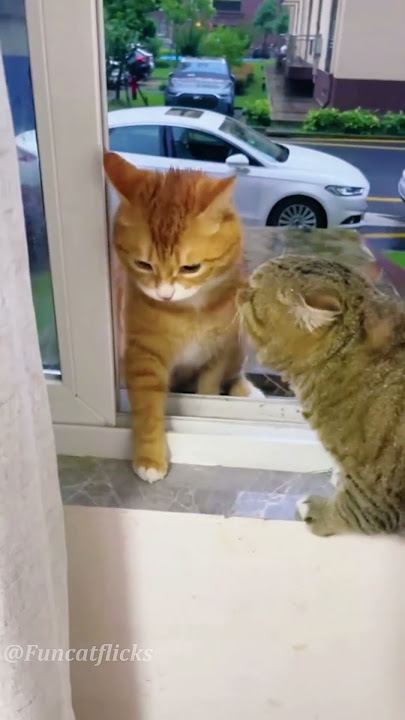 Never provoke a female,regardless of species 🤣🤣#cat#catvideos #funny#fyp