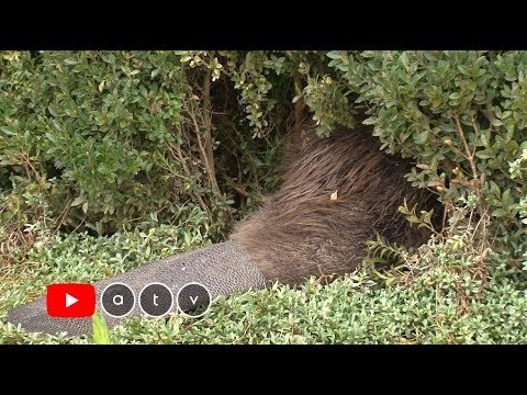 Videó: A hódok élve szülnek?