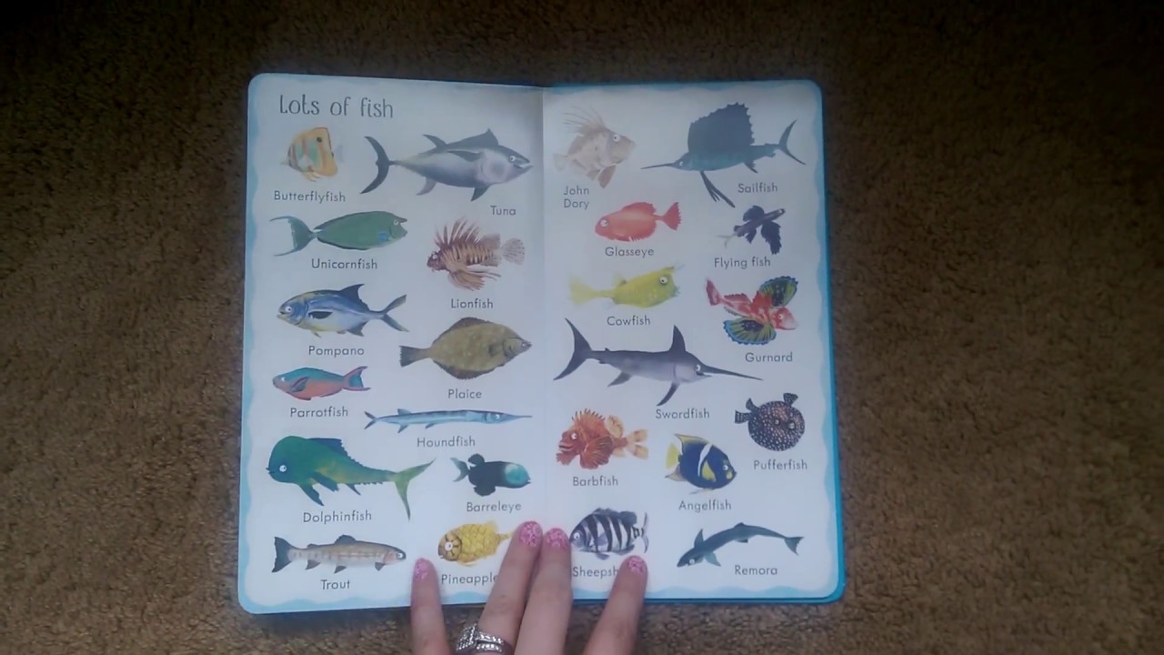 Usborne 199 Things Under the Sea - YouTube