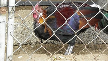 GaTrống Rừng Thời Kỳ Thay Lông Đen Thui - Hoàng Thắng Chia Sẻ