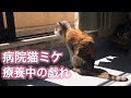 【動物病院の裏側】病気療養中の元保護猫ミケと動物病院スタッフの関係