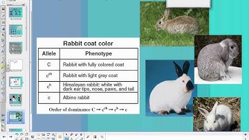 Complex Inheritance - Mr. Seggerman Biology