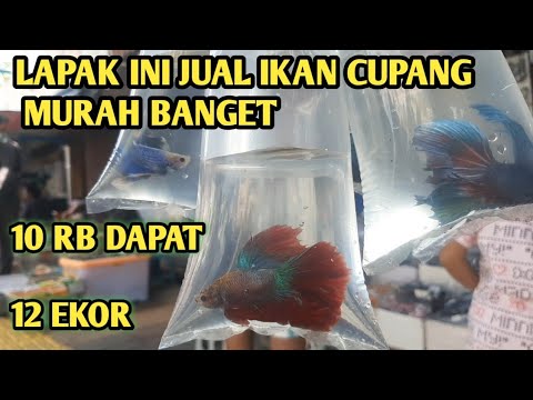 IKAN CUPANG MURAH BANGET // UPDATE HARGA IKAN CUPANG DI PASAR HEWAN JATINEGARA