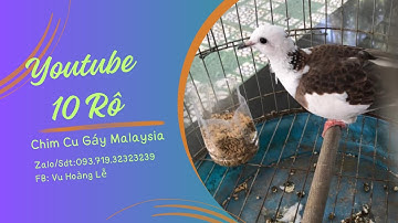 Cách trị sỏi thận bằng chuối hột #kinhdoanh #chimcugay #youtube #video