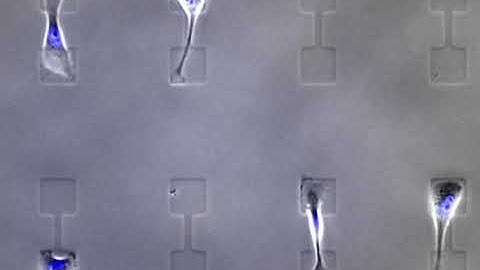 Confined Cell Migration in Two-State Systems
