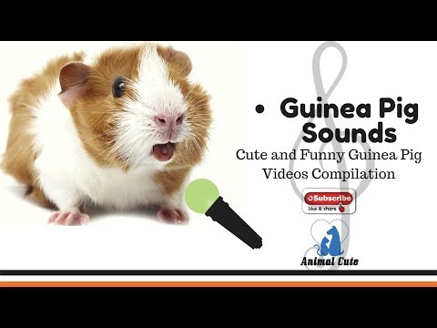 guinea-pig-sounds-💖-cute-and-funny-guinea-pig-videos-compilation-💖-animals-funny